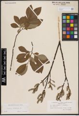 Foto von Salix cinerea L.